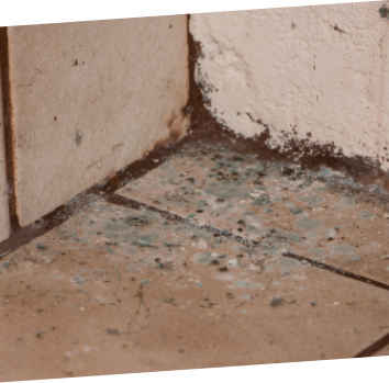 mold on floor and wall