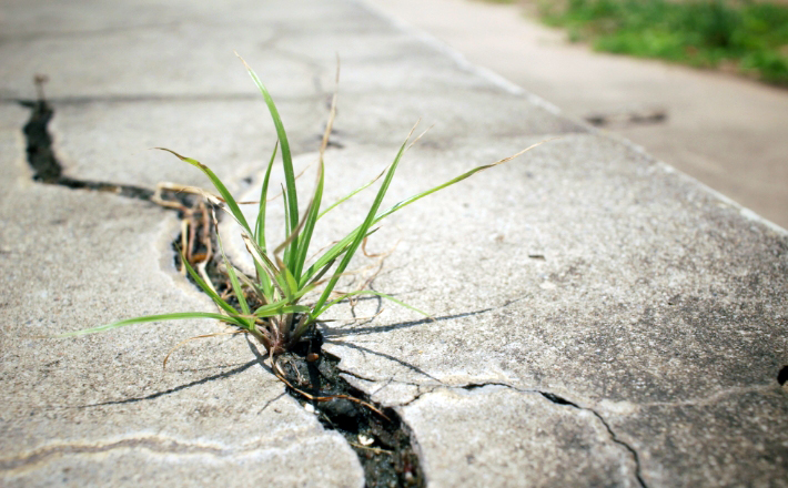 cracked concrete with plants growing